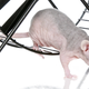 Illustration for article titled Rats Can Only Exercise So Much Before Getting All Stressy About It